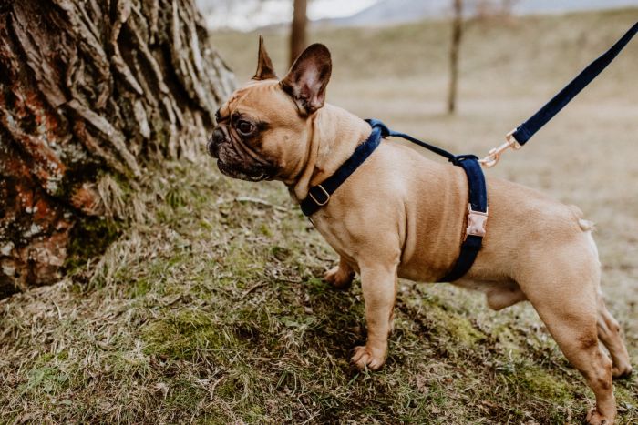 Dogi Digi dog harness, GUARD