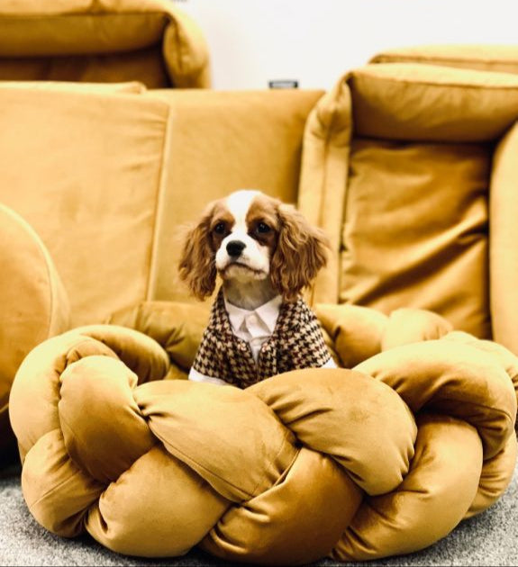 Dogi Digi costume for dogs