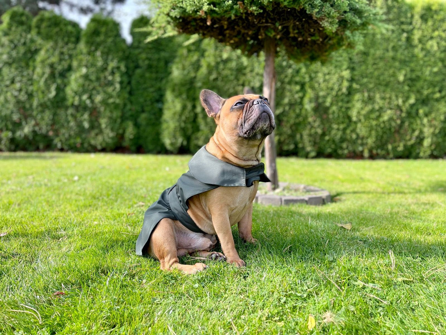 Dogi Digi raincoat for dogs ENGLISHDOG