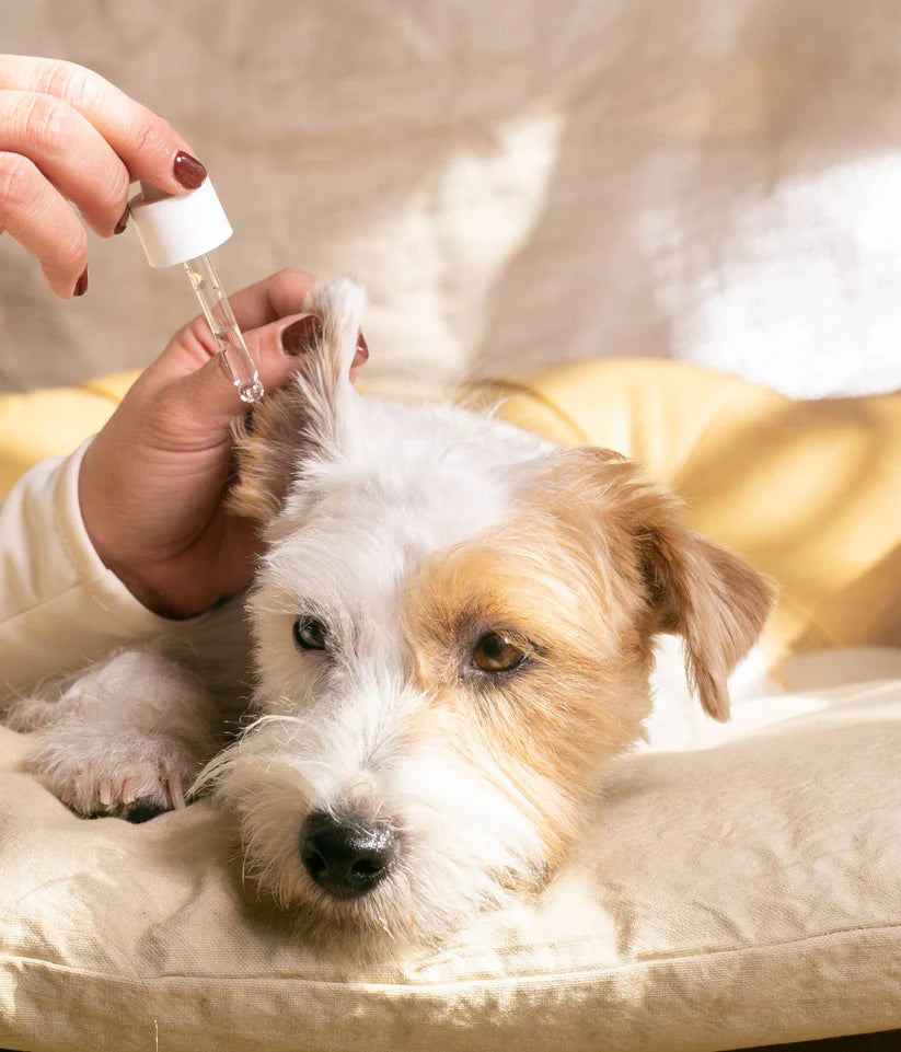 Masco Beauty Calm ears - raminantis ausų valiklis, 30ml