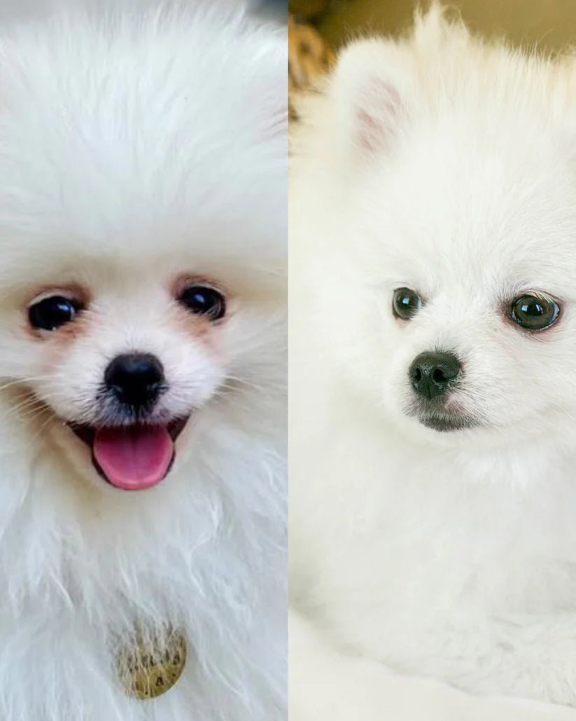 asarojancios akys spicui, akiu alergija, rudu demiu aplink akis valiklis, akiu zonos valiklis sunims