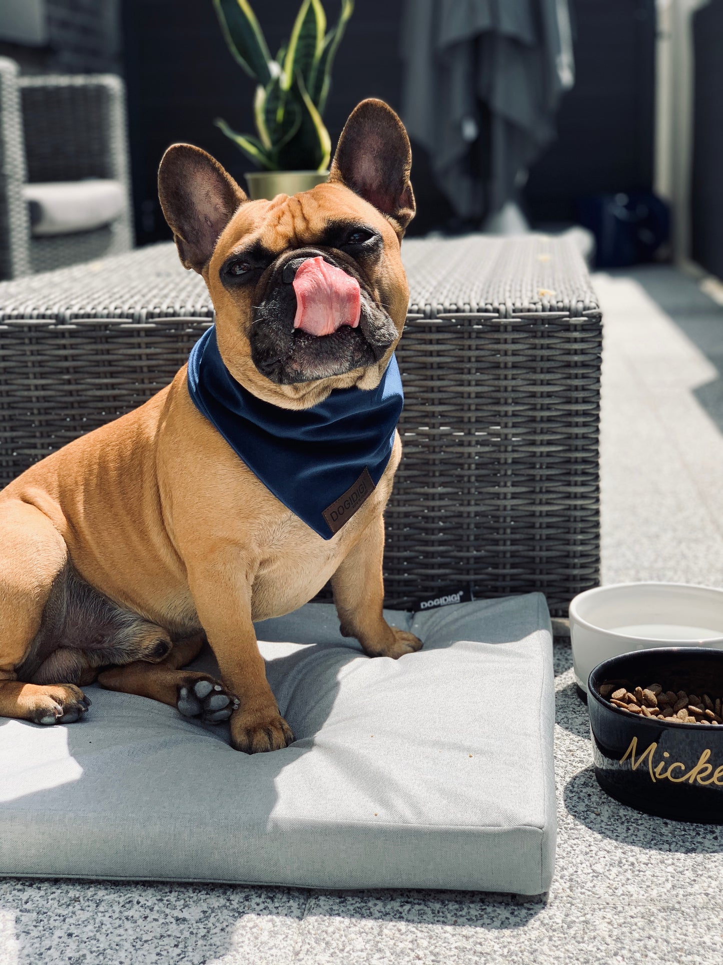 Dogi Digi bandana for dogs