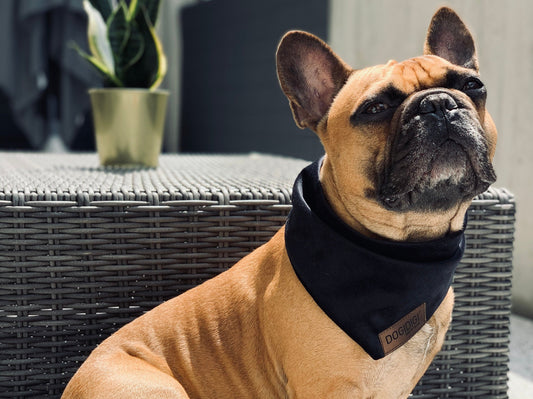 Dogi Digi bandana for dogs