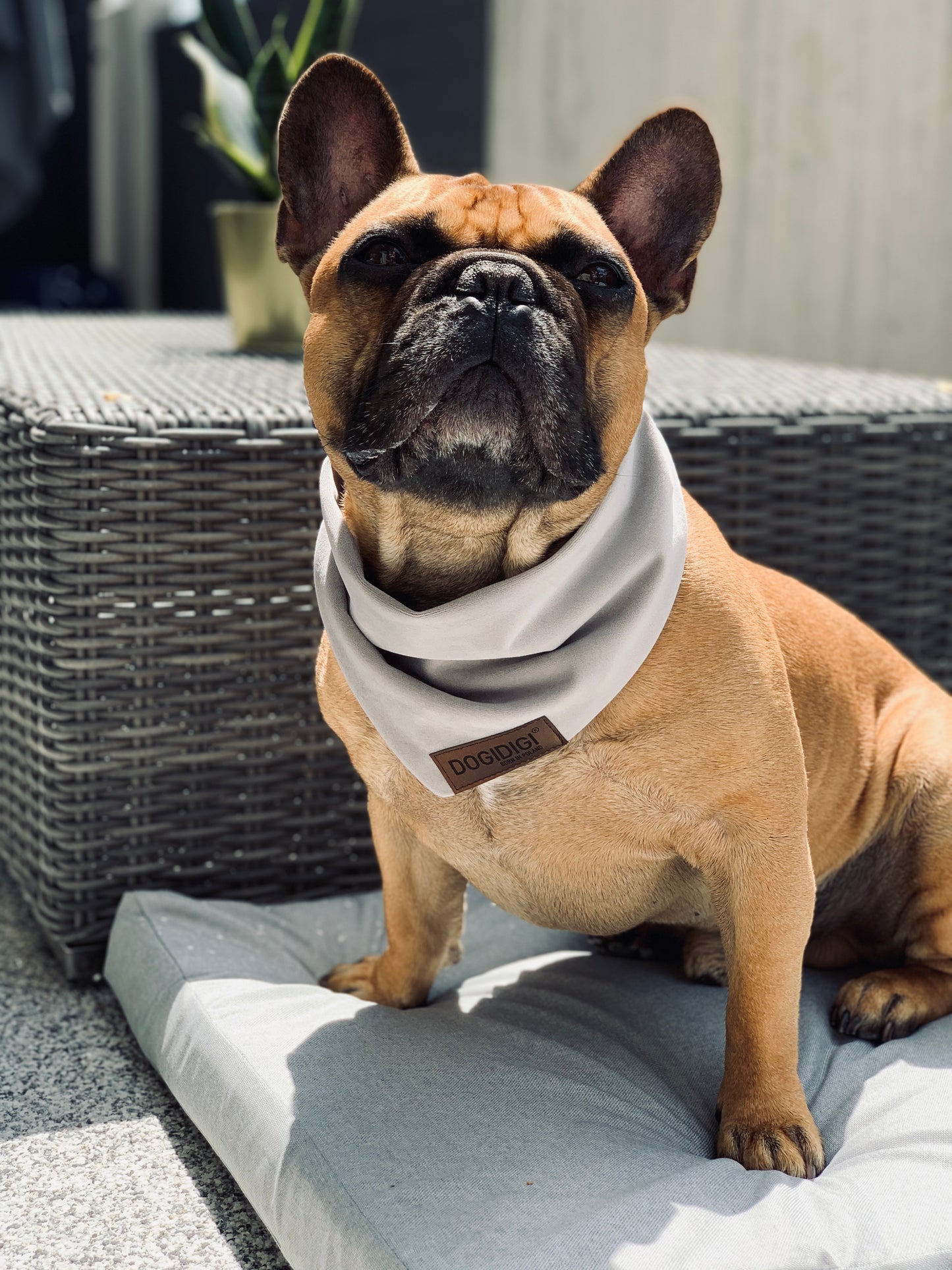 Dogi Digi bandana for dogs