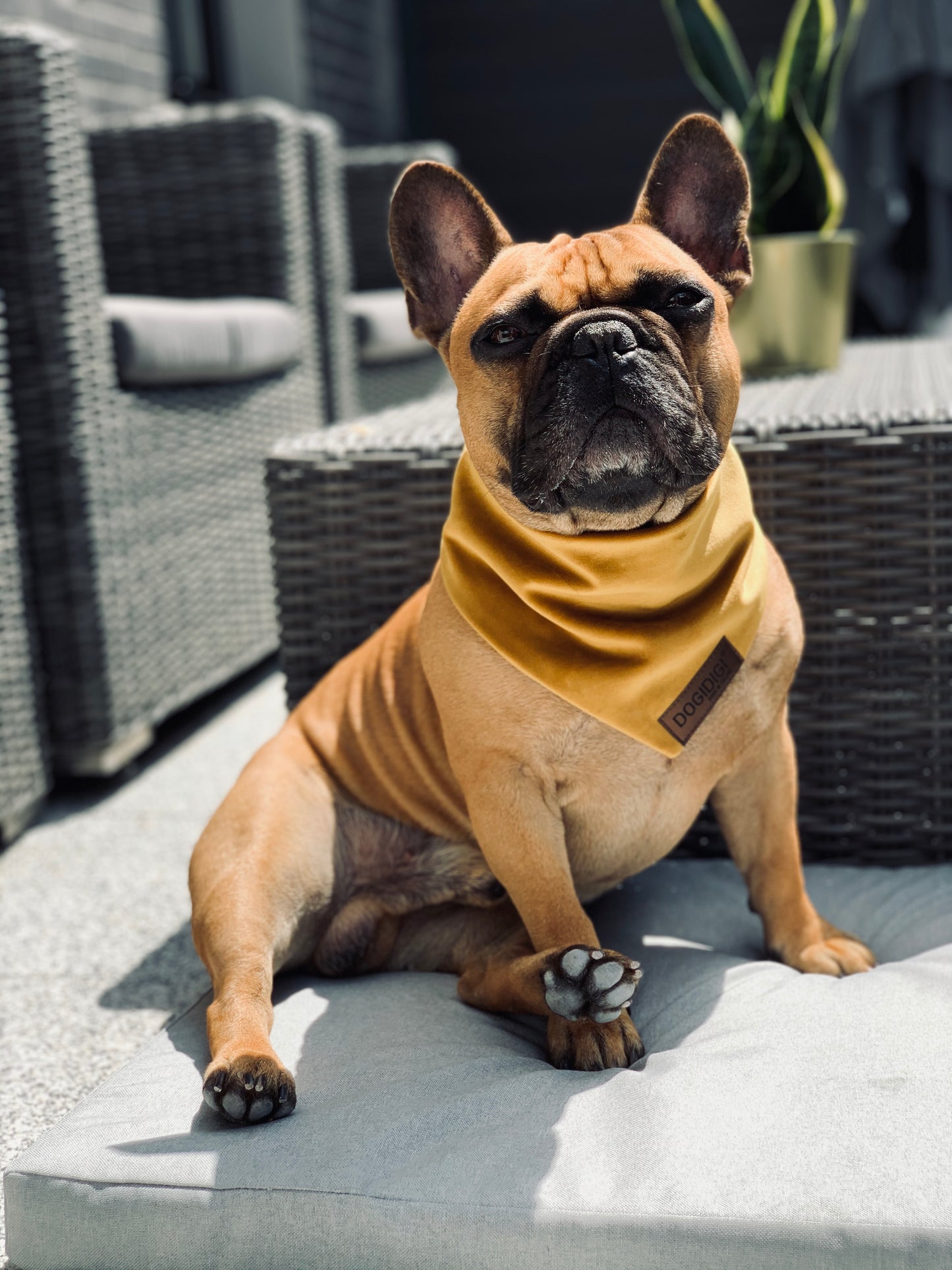 Dogi Digi bandana for dogs