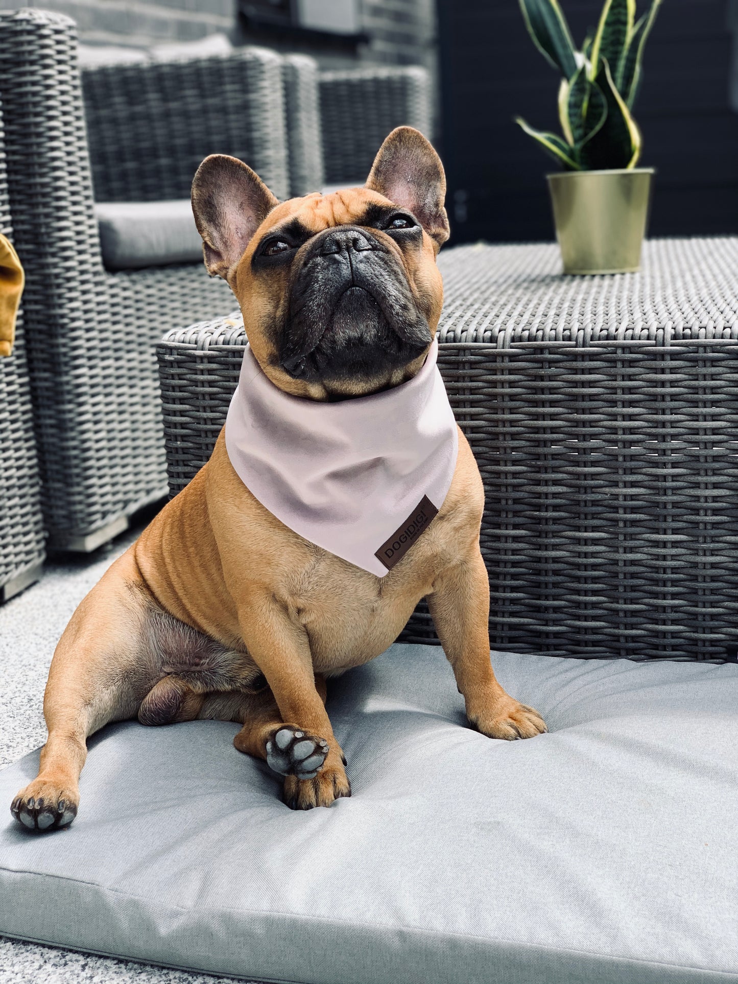 Dogi Digi bandana for dogs