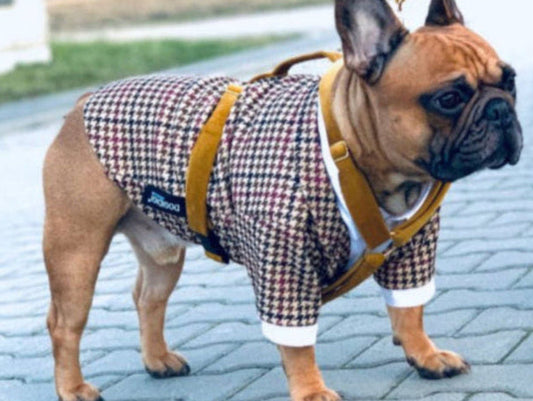 Dogi Digi costume for dogs
