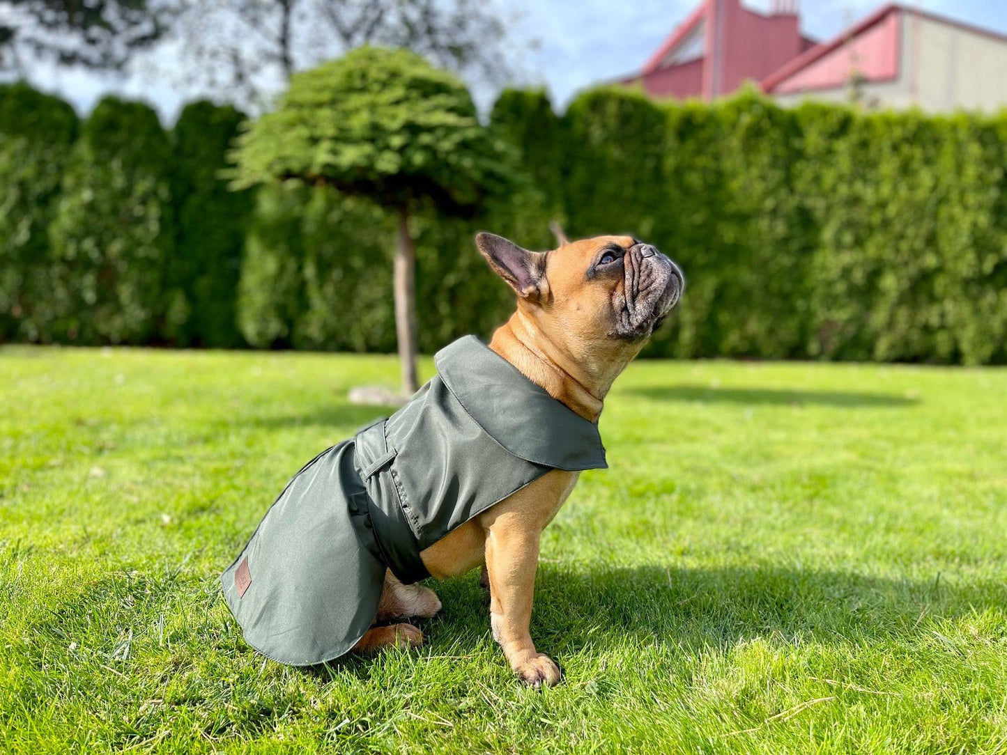 Dogi Digi raincoat for dogs ENGLISHDOG