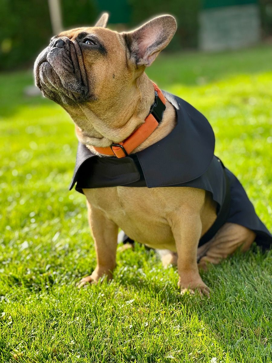 Dogi Digi raincoat for dogs ENGLISHDOG
