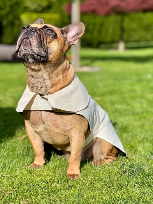 Dogi Digi raincoat for dogs ENGLISHDOG