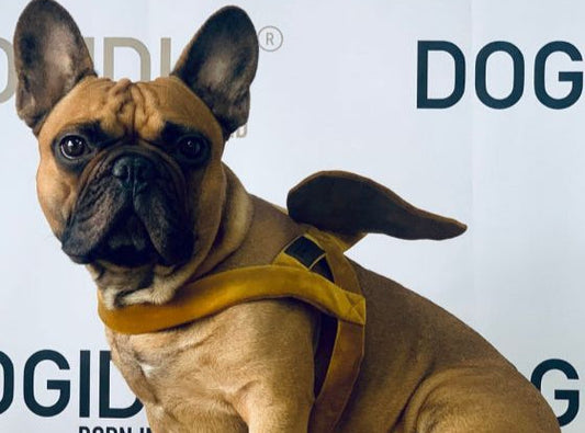 Dogi Digi dog harness, ANGEL