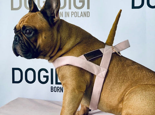 Dogi Digi dog harness, UNICORN