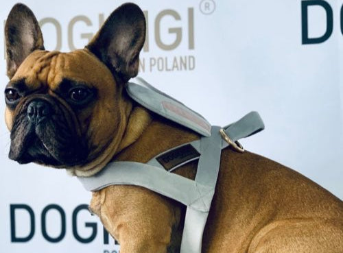 Dogi Digi dog harness, BUNNY