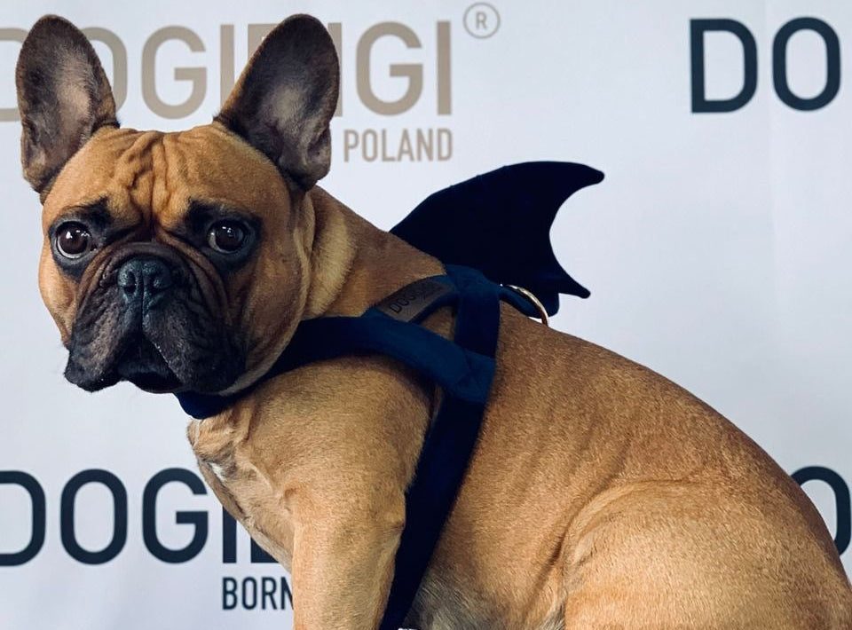 Dogi Digi dog harness, SHARK
