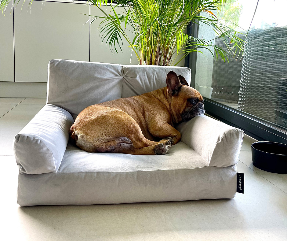 Dogi Digi open bed for dogs, COUCH